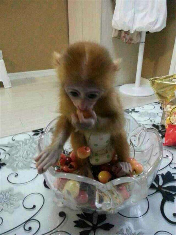 运城安邑高中毕业证